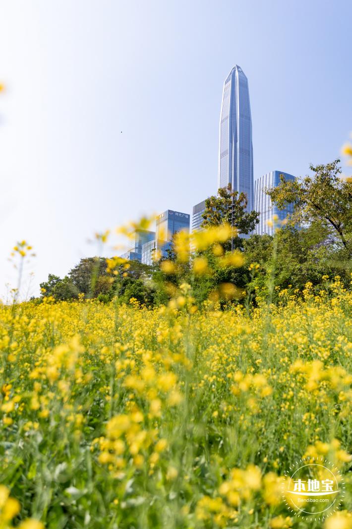 市民中心油菜花