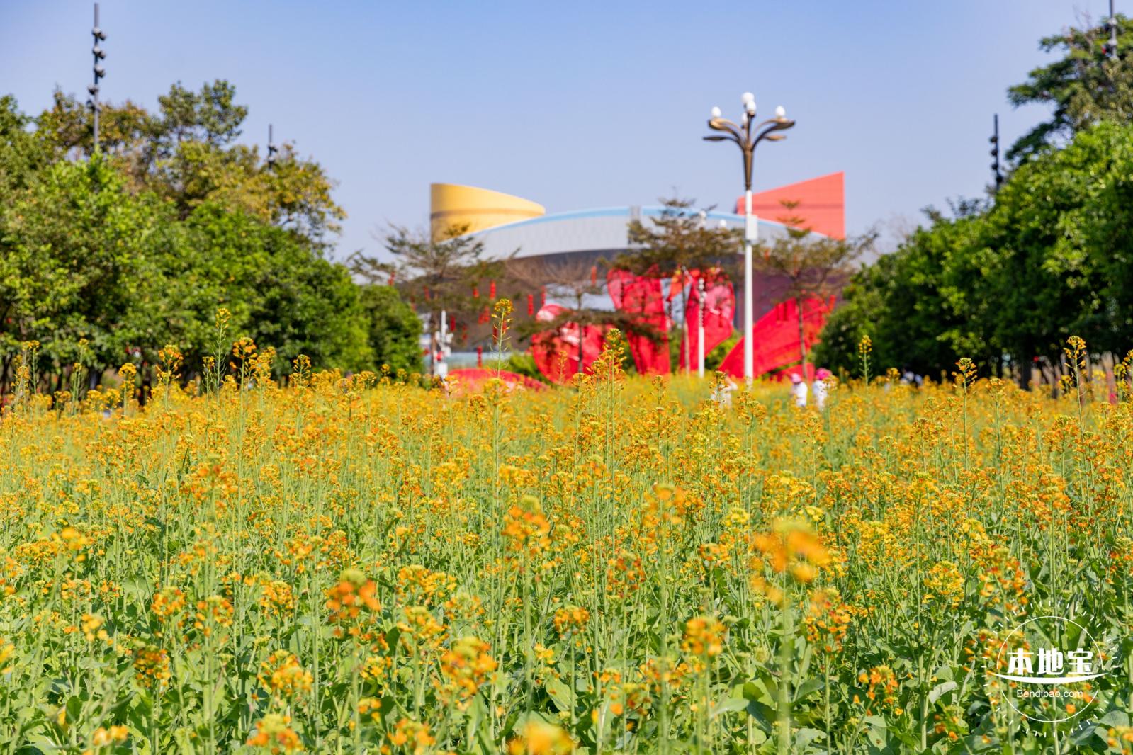 市民中心油菜花