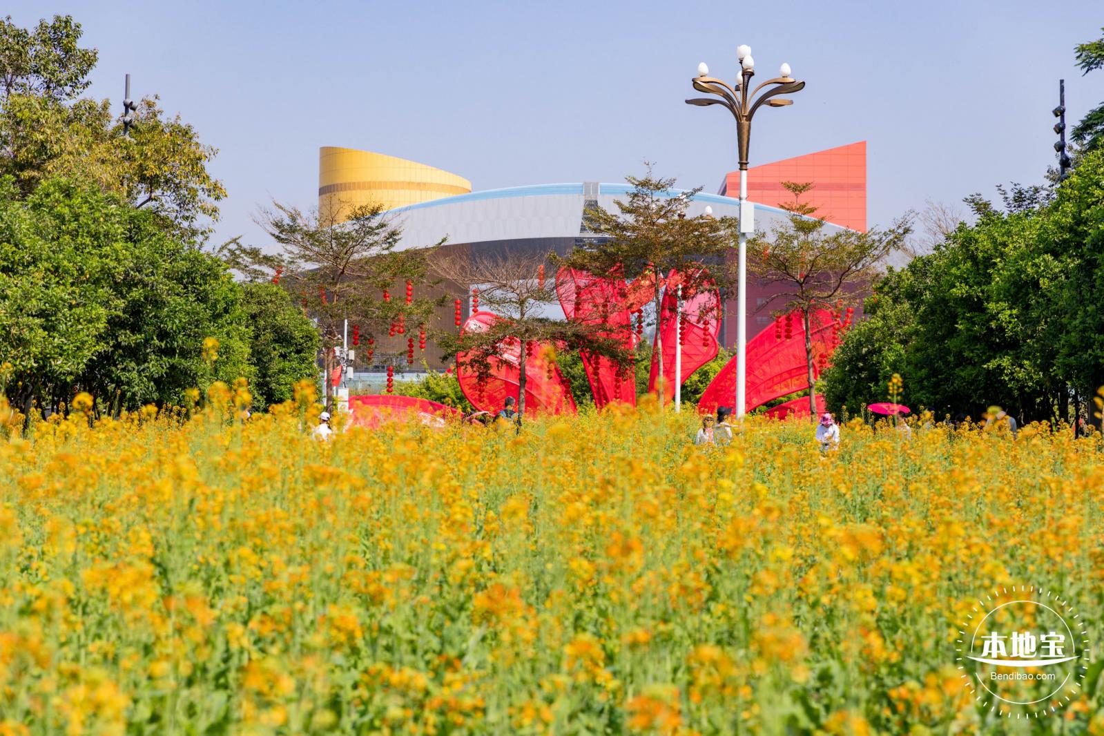 市民中心油菜花