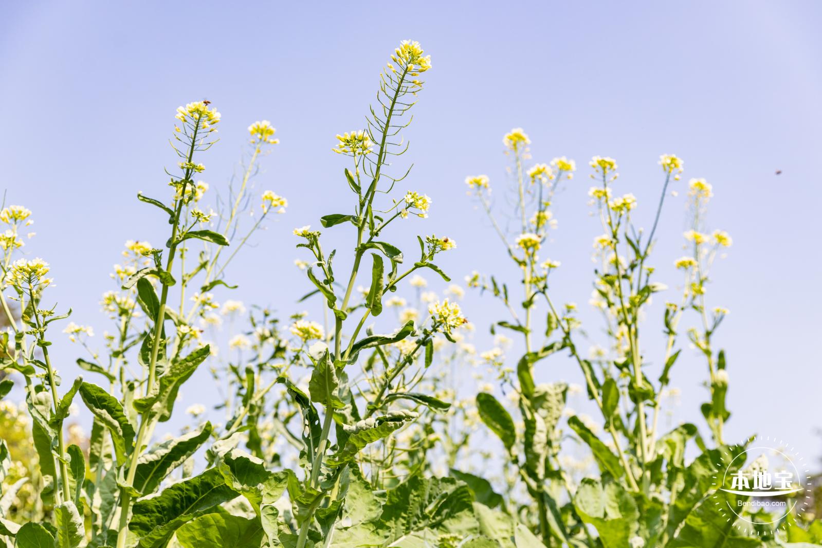市民中心油菜花