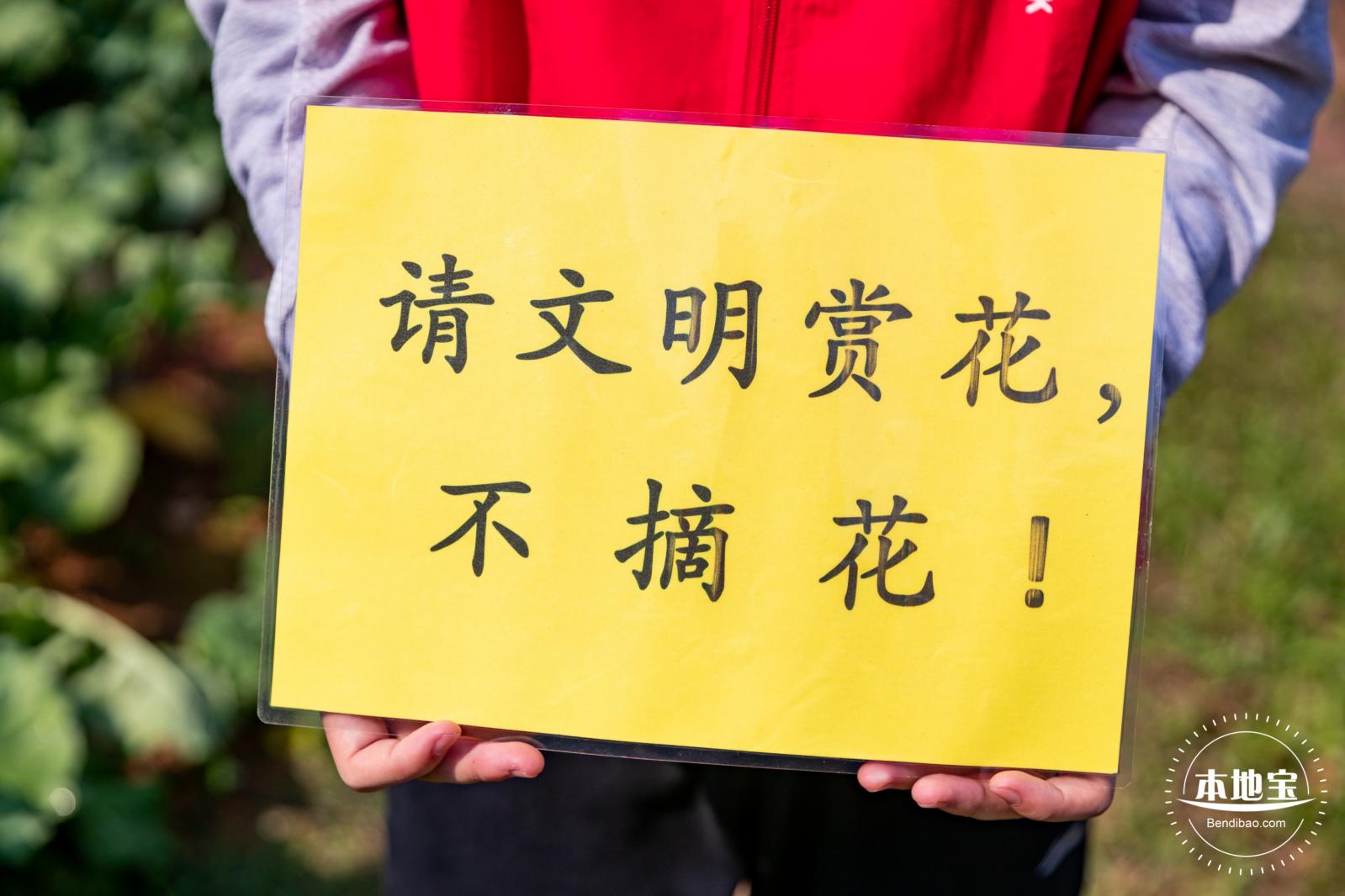 市民中心油菜花