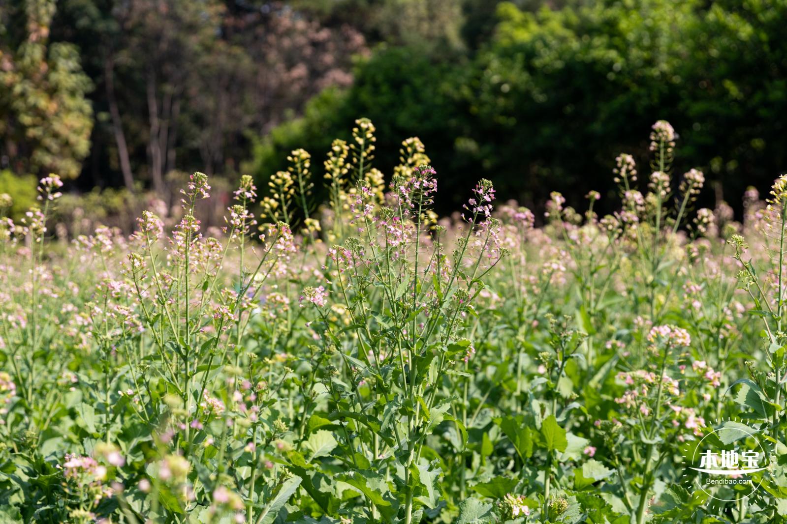 市民中心油菜花
