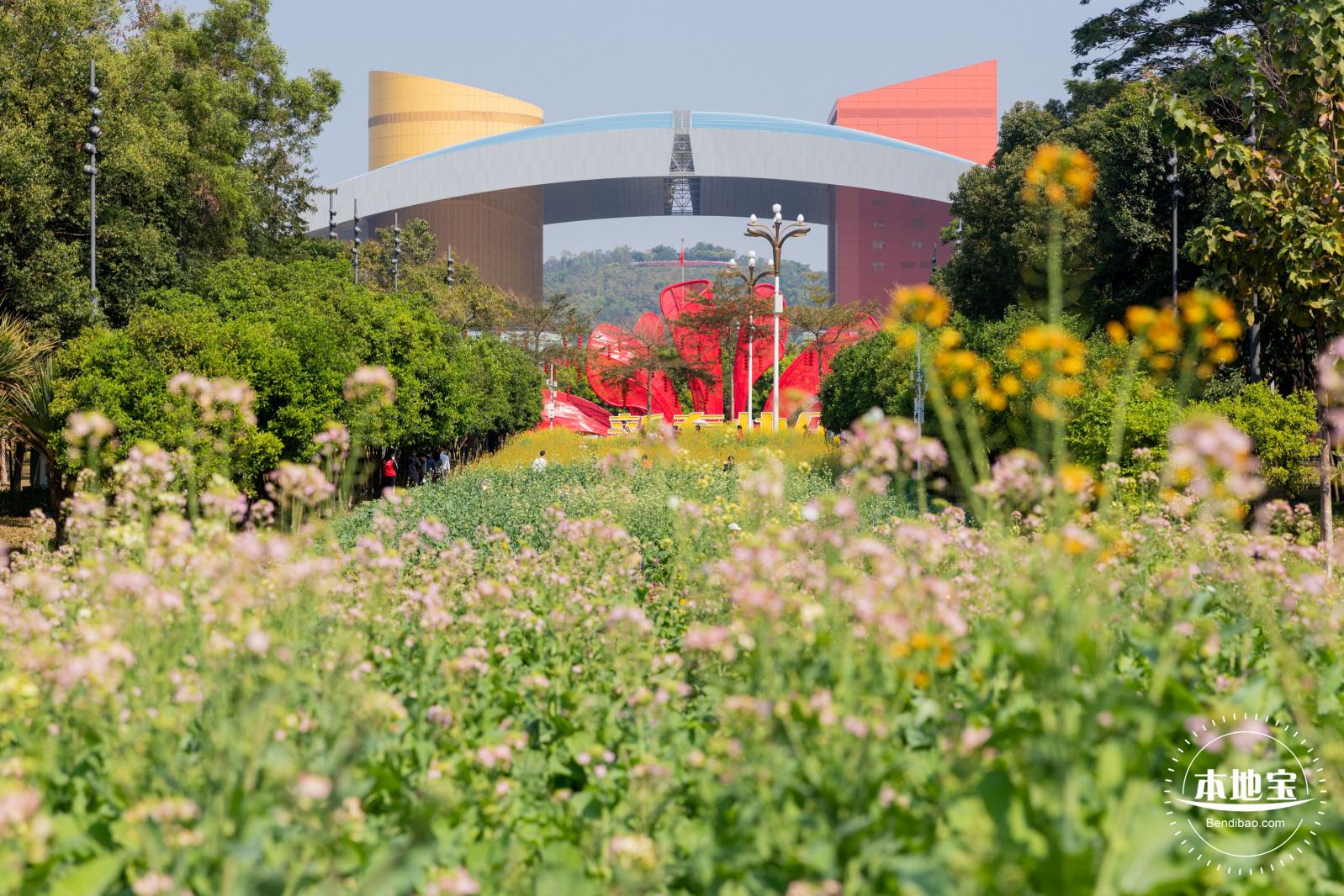 市民中心油菜花