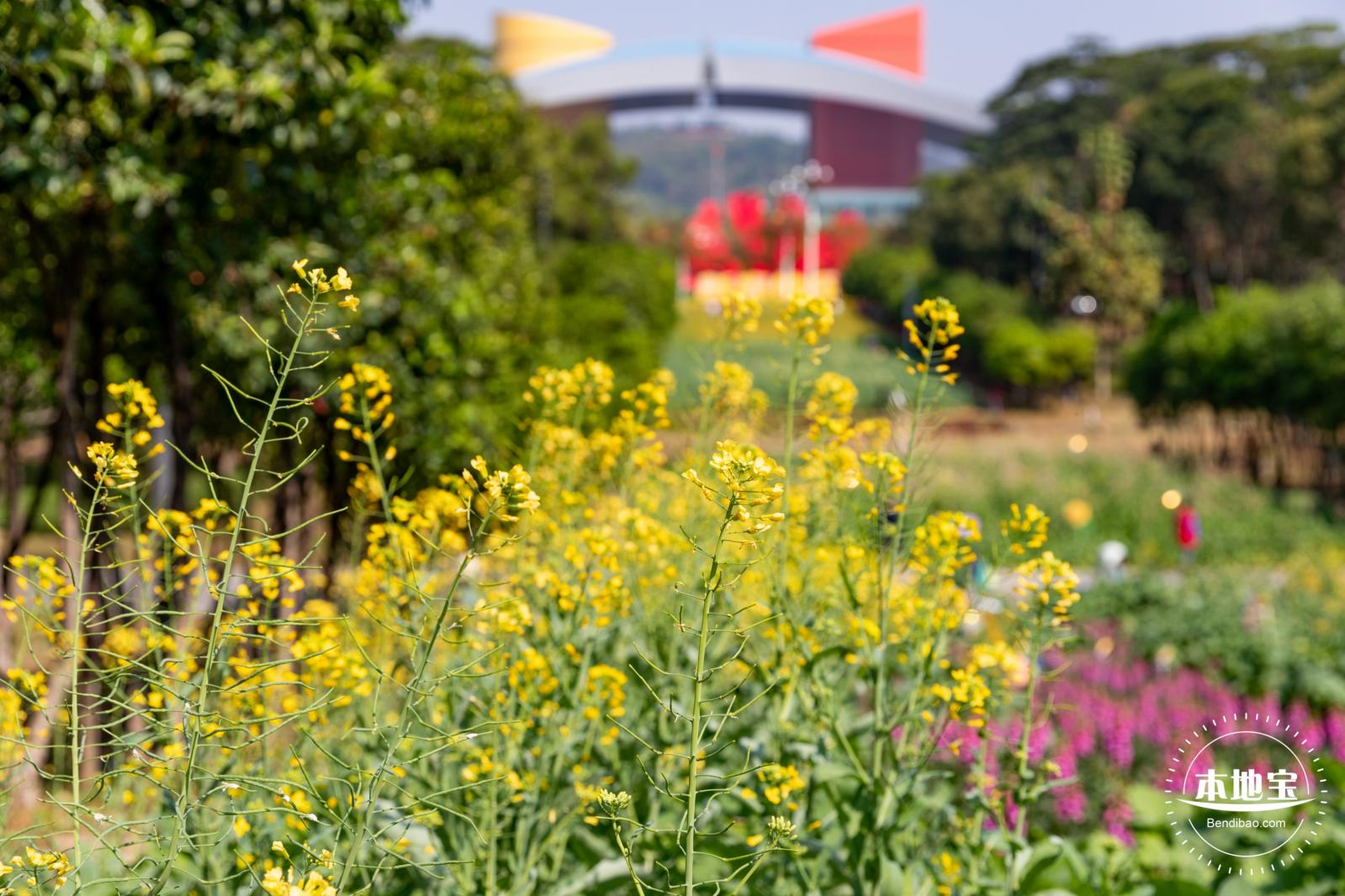 市民中心油菜花
