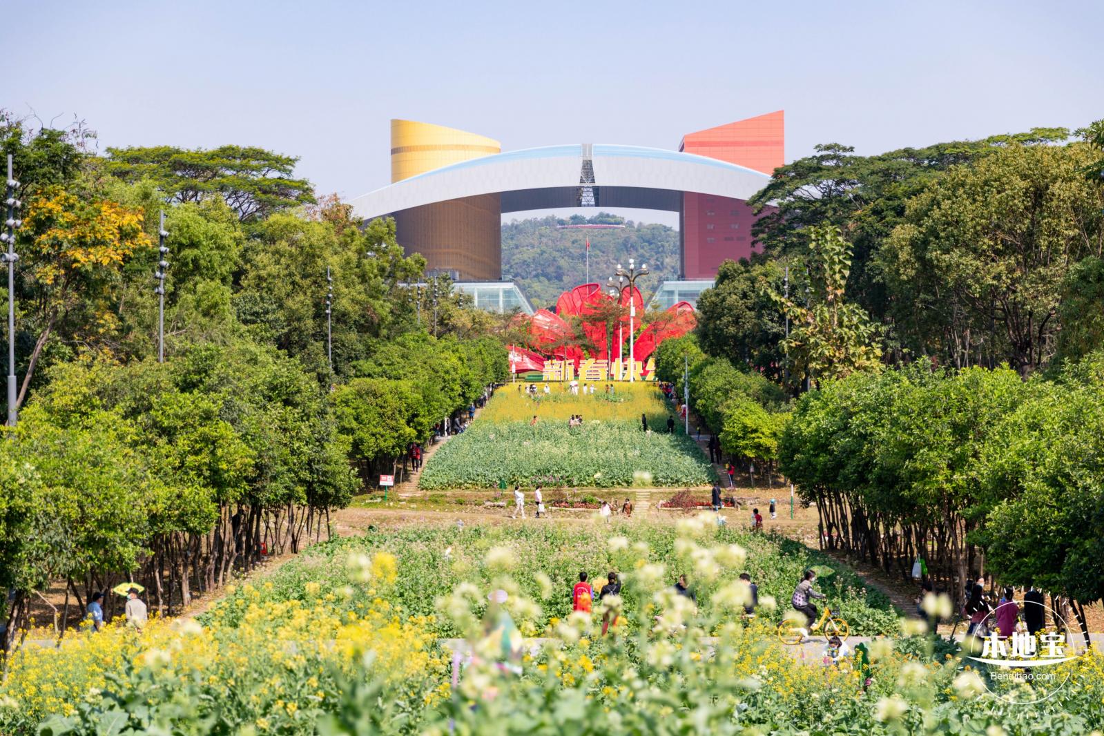 市民中心油菜花