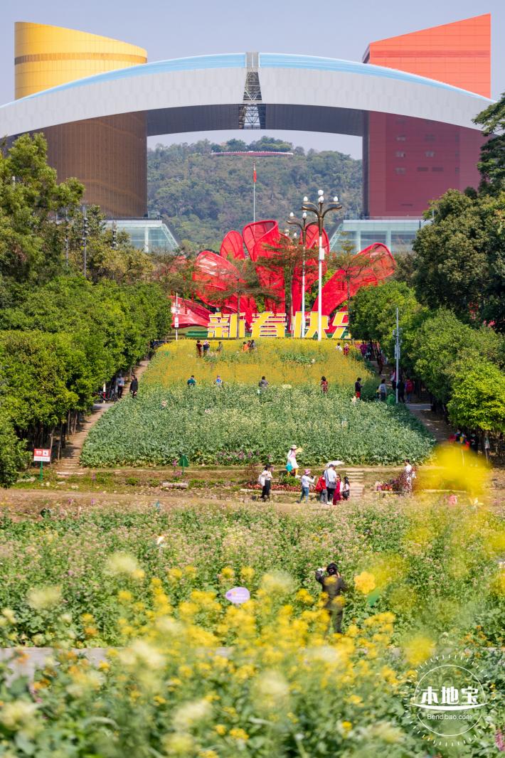 市民中心油菜花