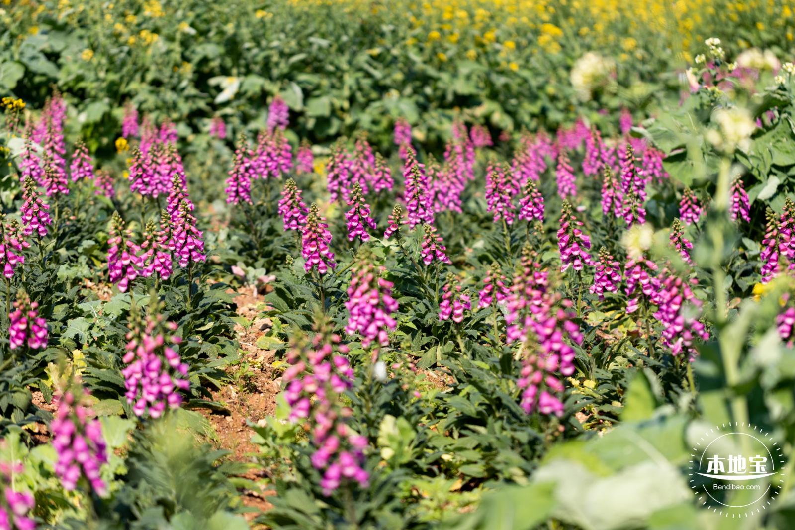 市民中心油菜花