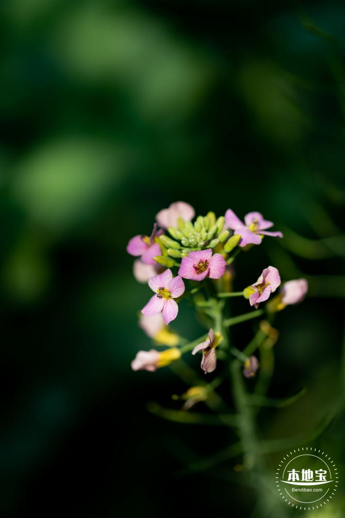 市民中心油菜花
