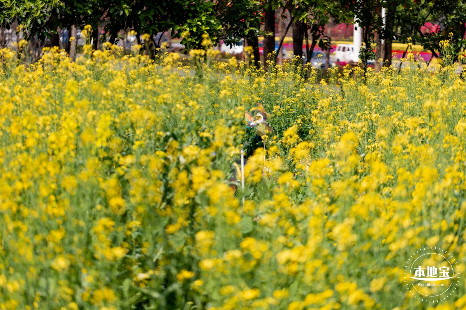 市民中心油菜花