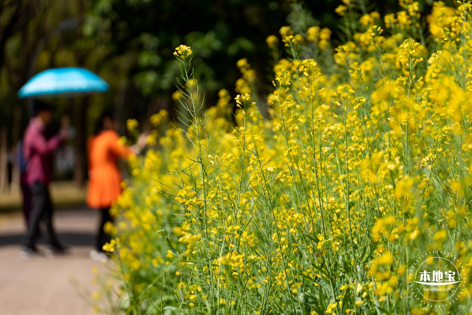 市民中心油菜花