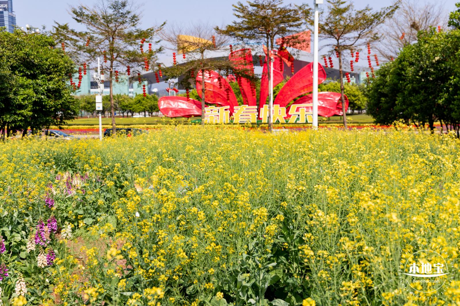 市民中心油菜花