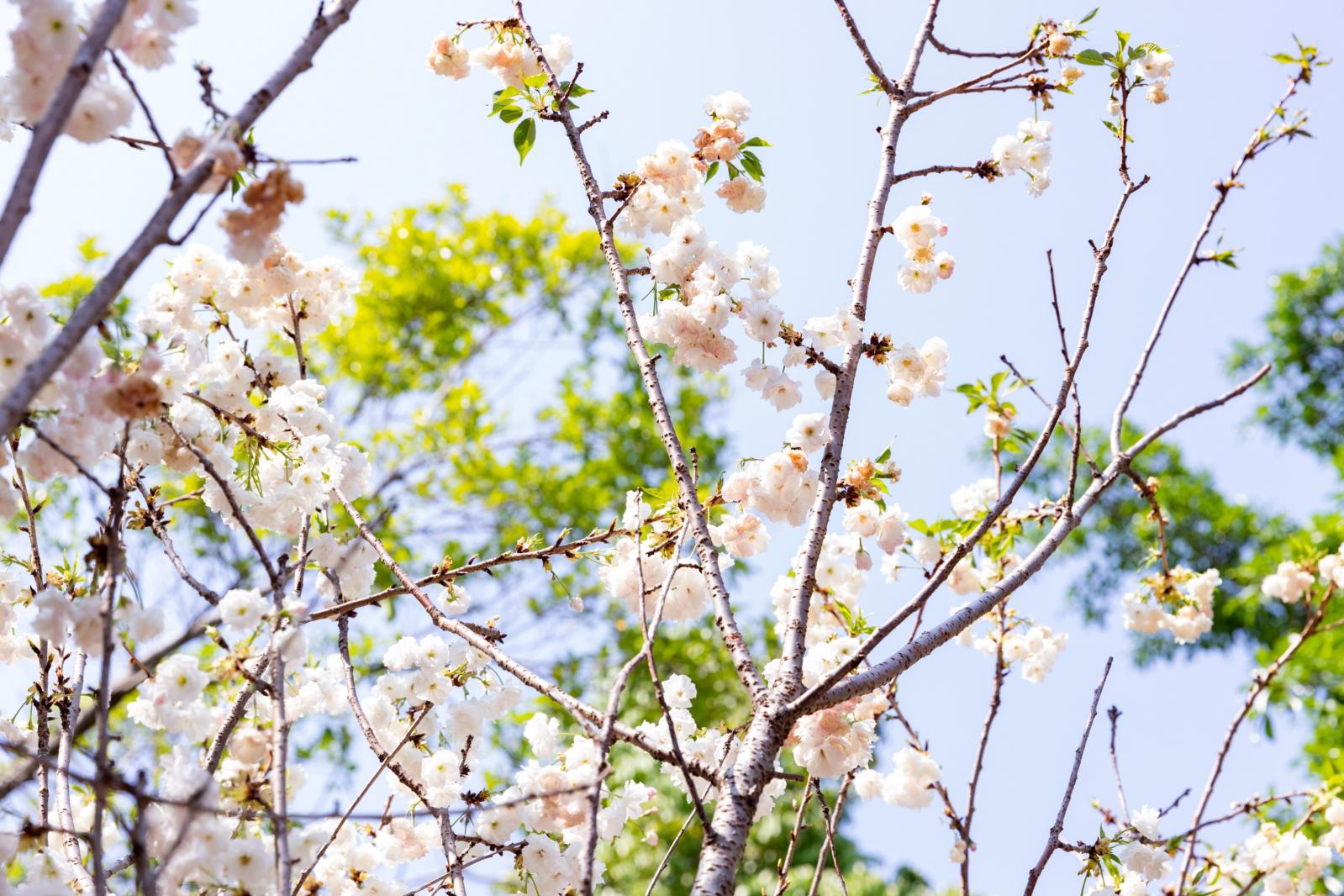 观澜大地生态园樱花