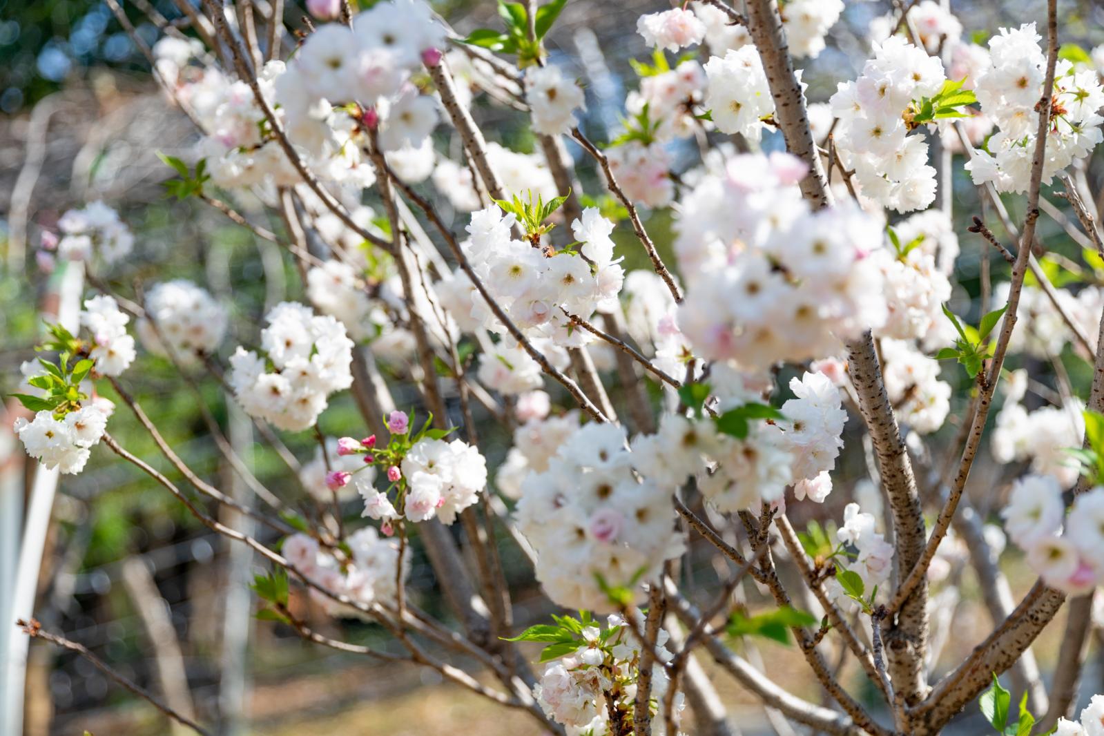 求水山龙之谷樱花