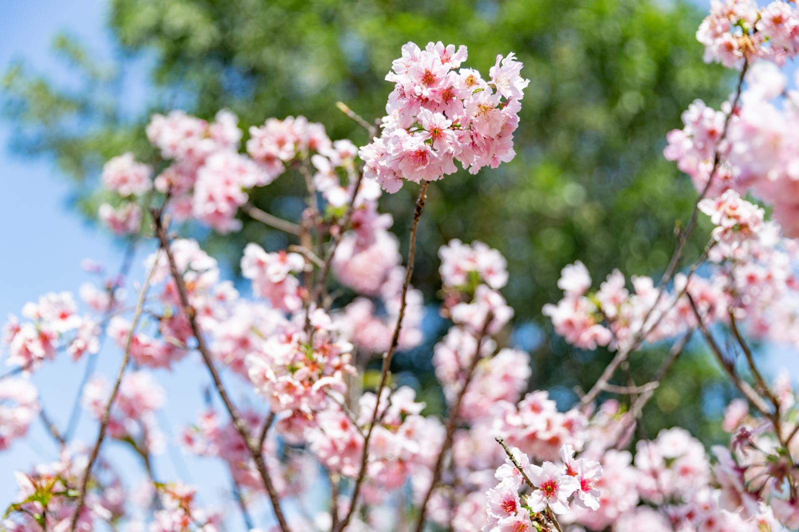求水山龙之谷樱花
