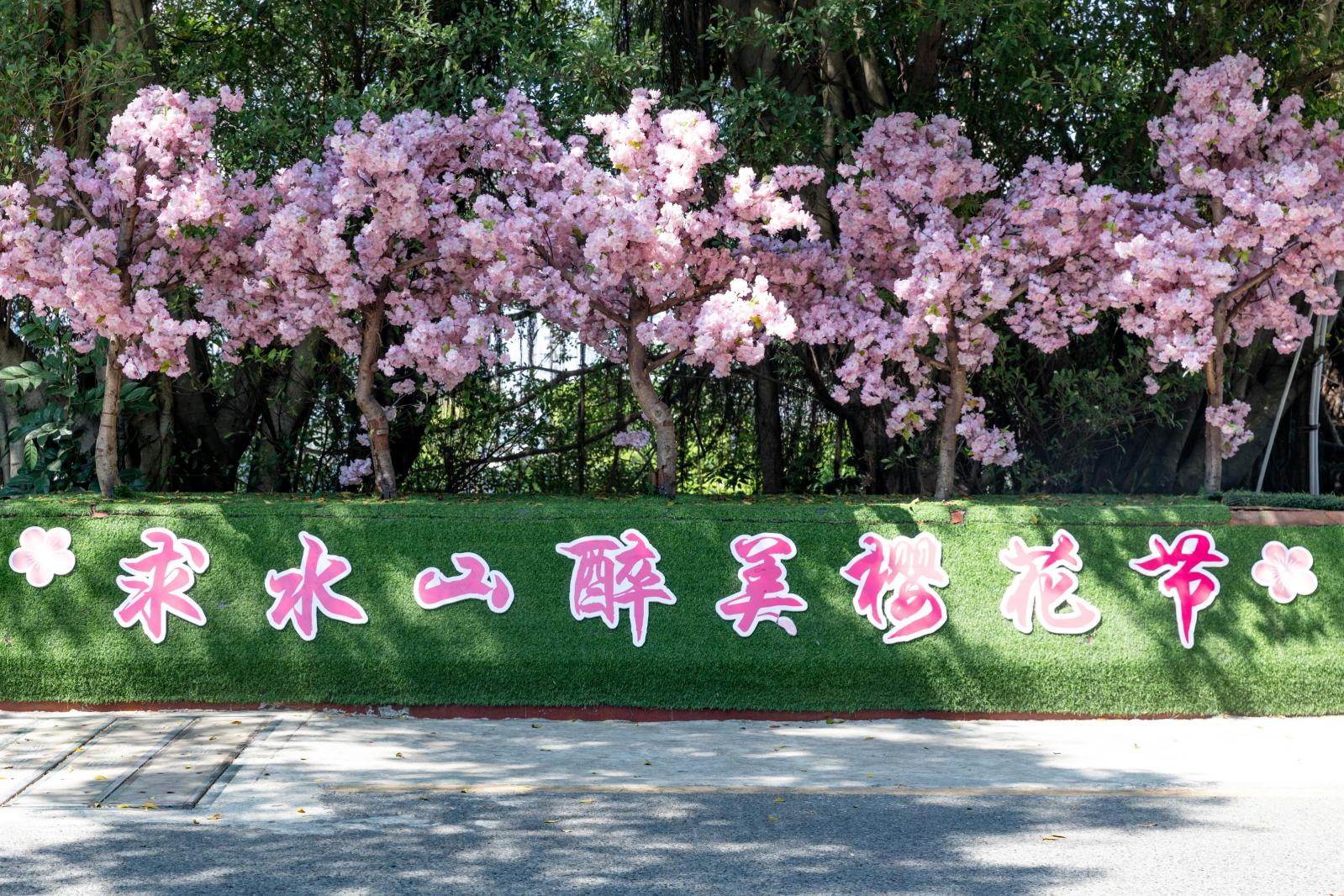 求水山龙之谷樱花