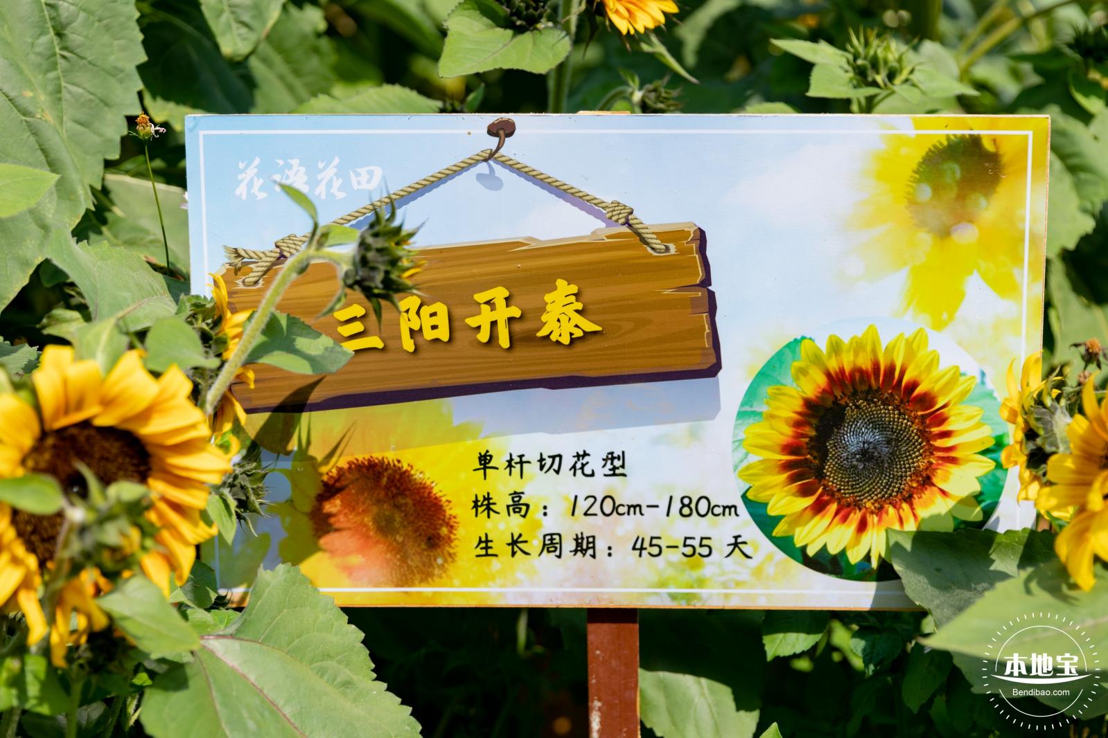 光明农场大观园向日葵
