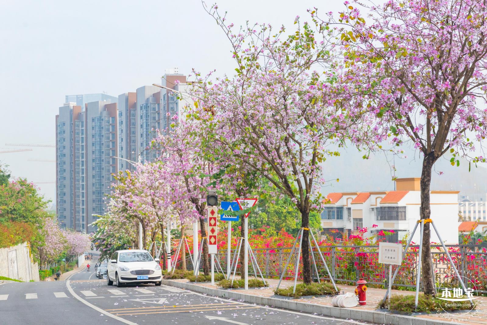 华英路樱花主题公园