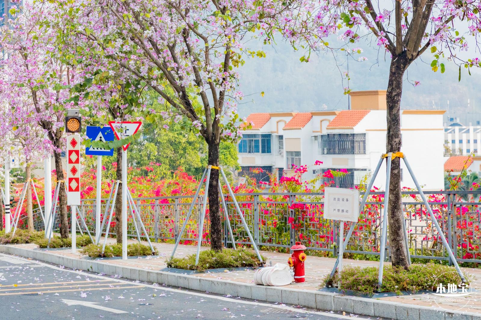 华英路樱花主题公园