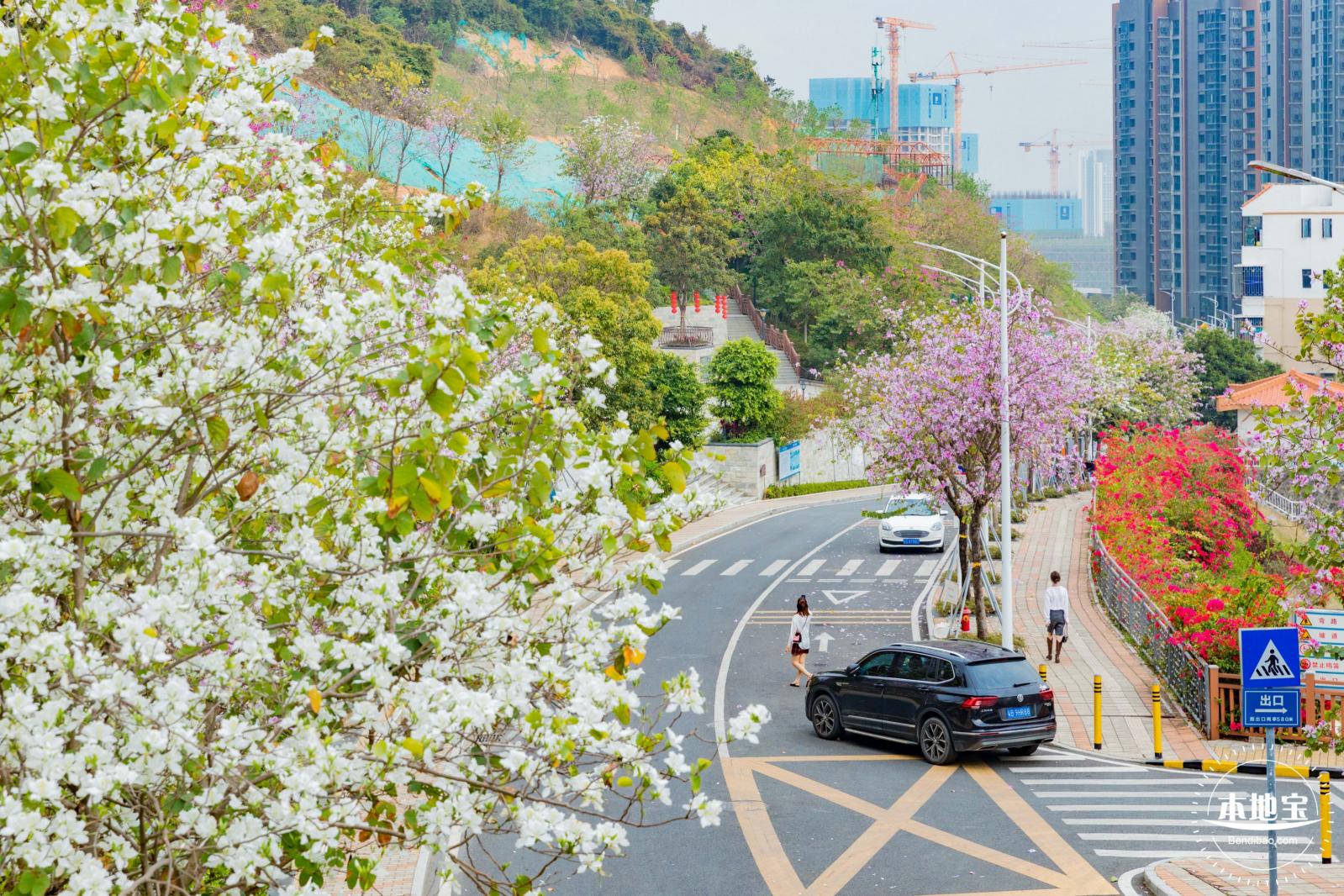 华英路樱花主题公园