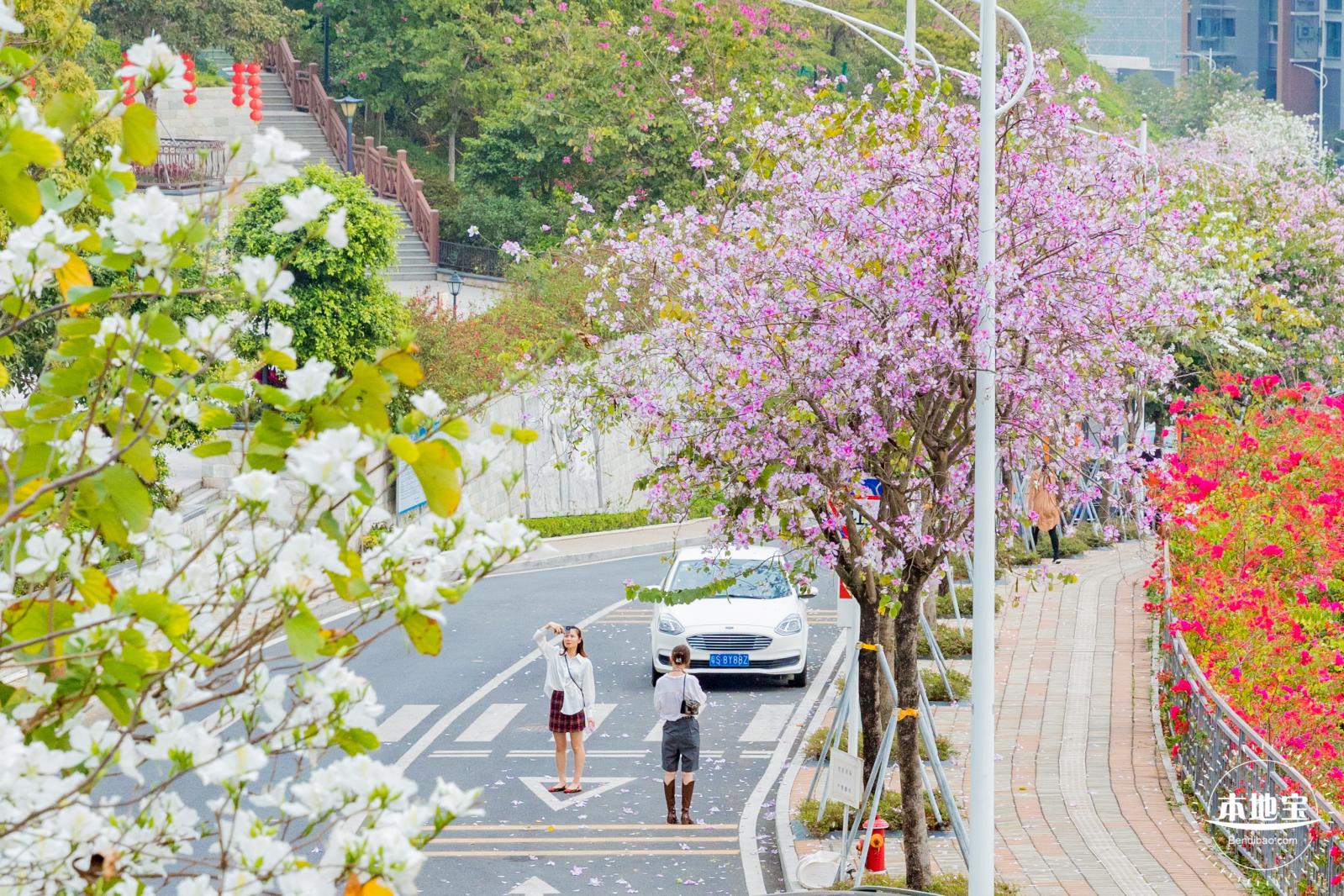 华英路樱花主题公园