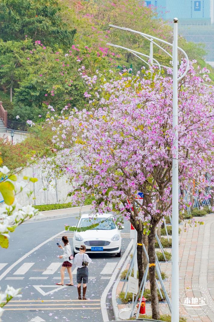华英路樱花主题公园