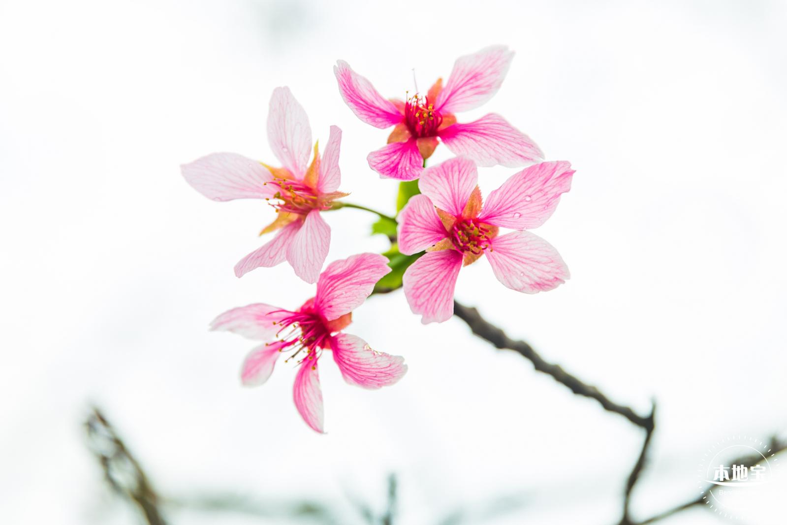 华英路樱花主题公园