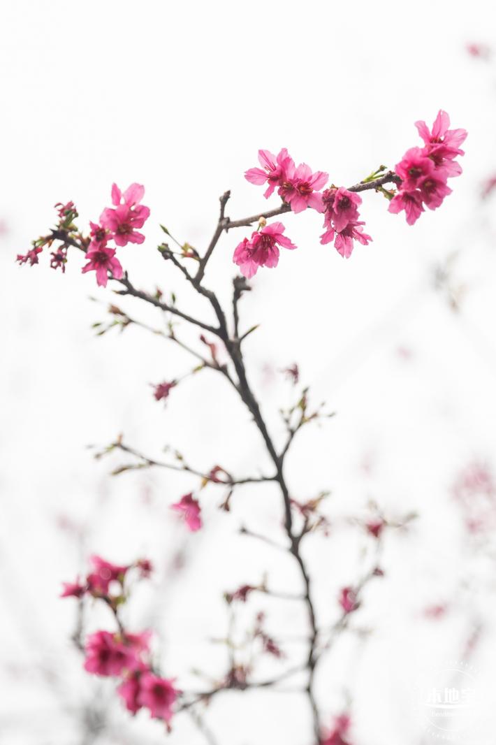 华英路樱花主题公园