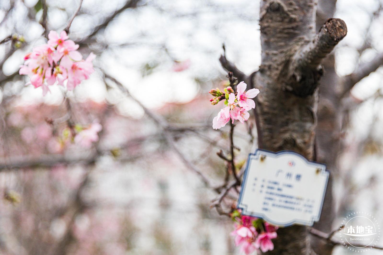 华英路樱花主题公园