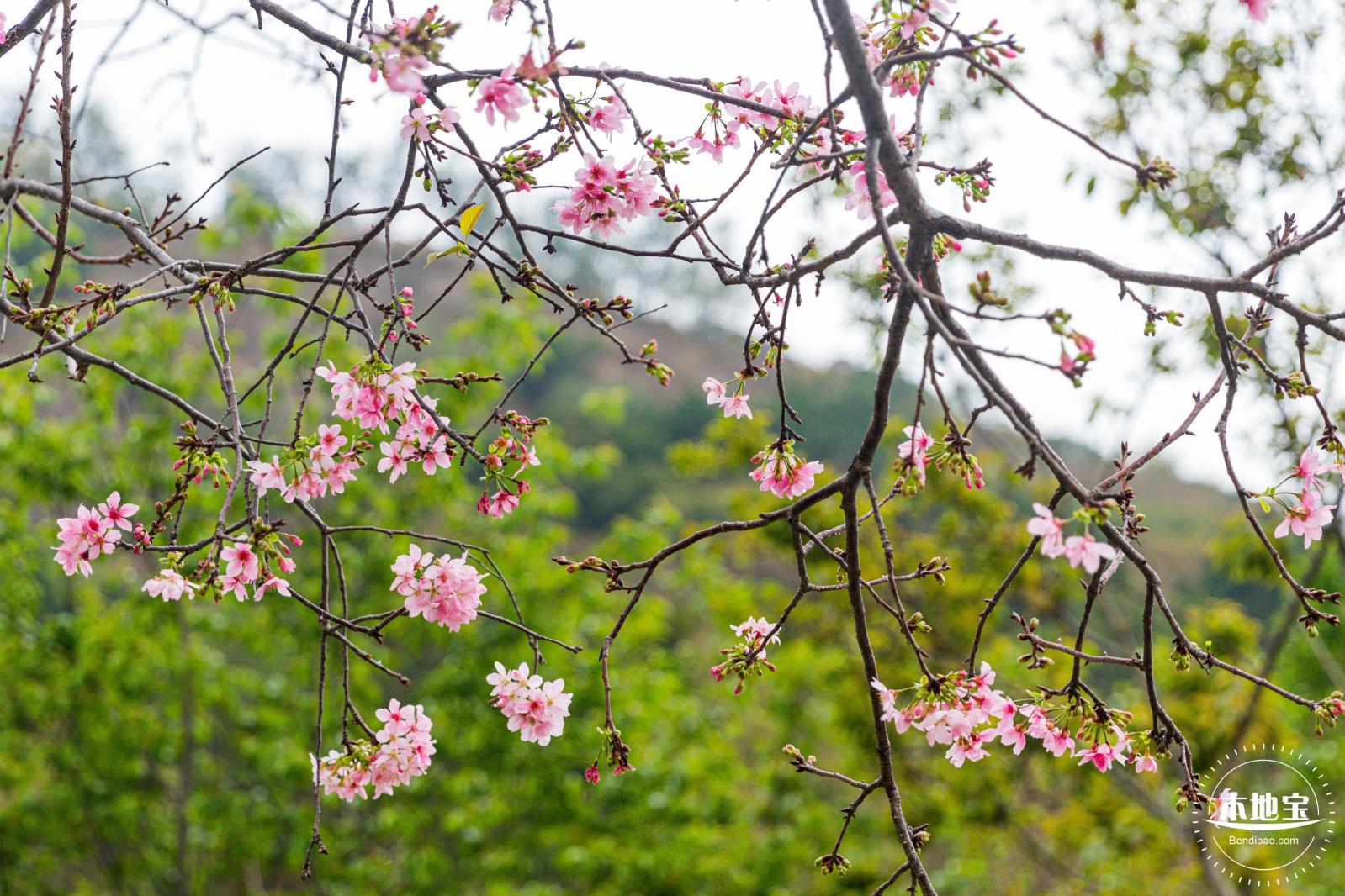 华英路樱花主题公园