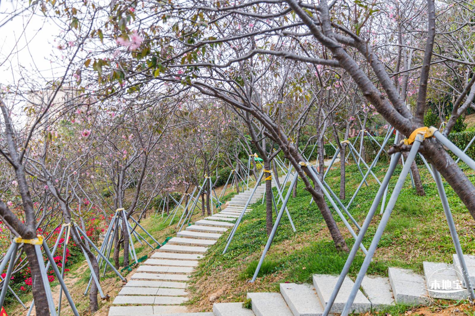 华英路樱花主题公园