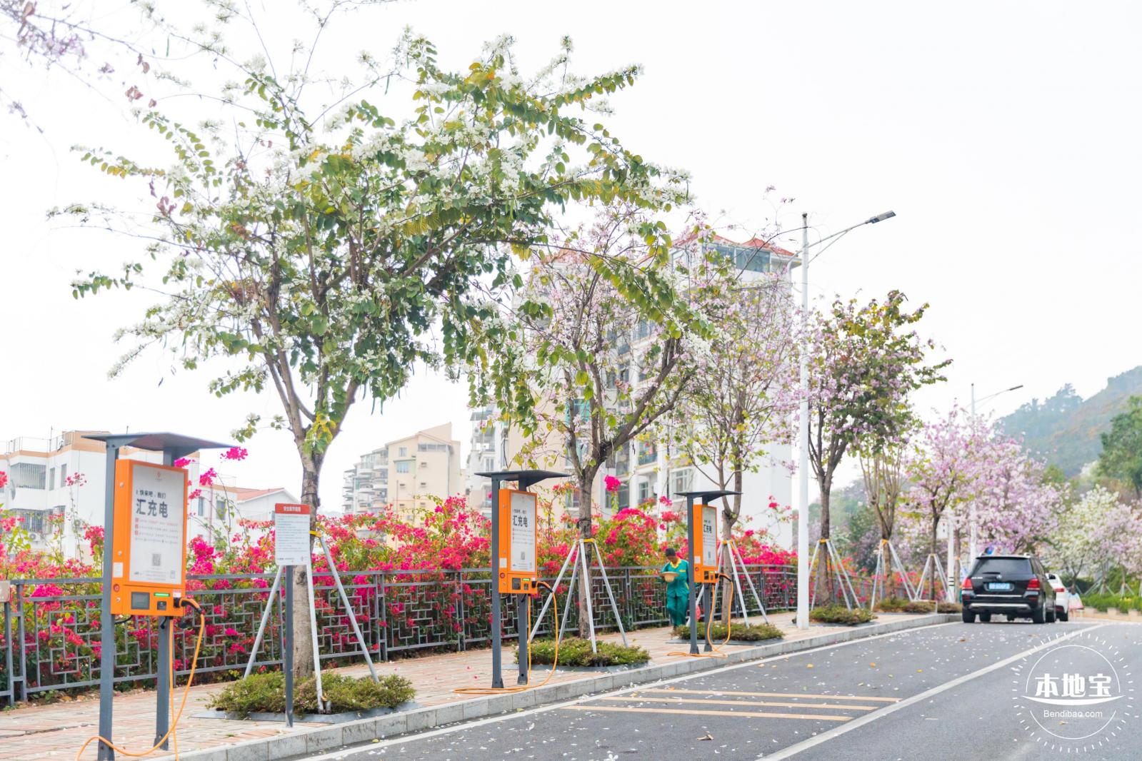华英路樱花主题公园