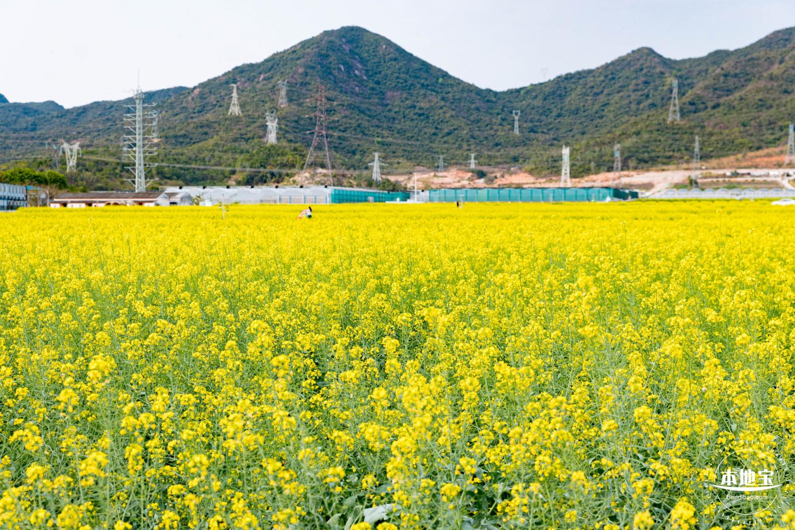 深圳农科院油菜花海