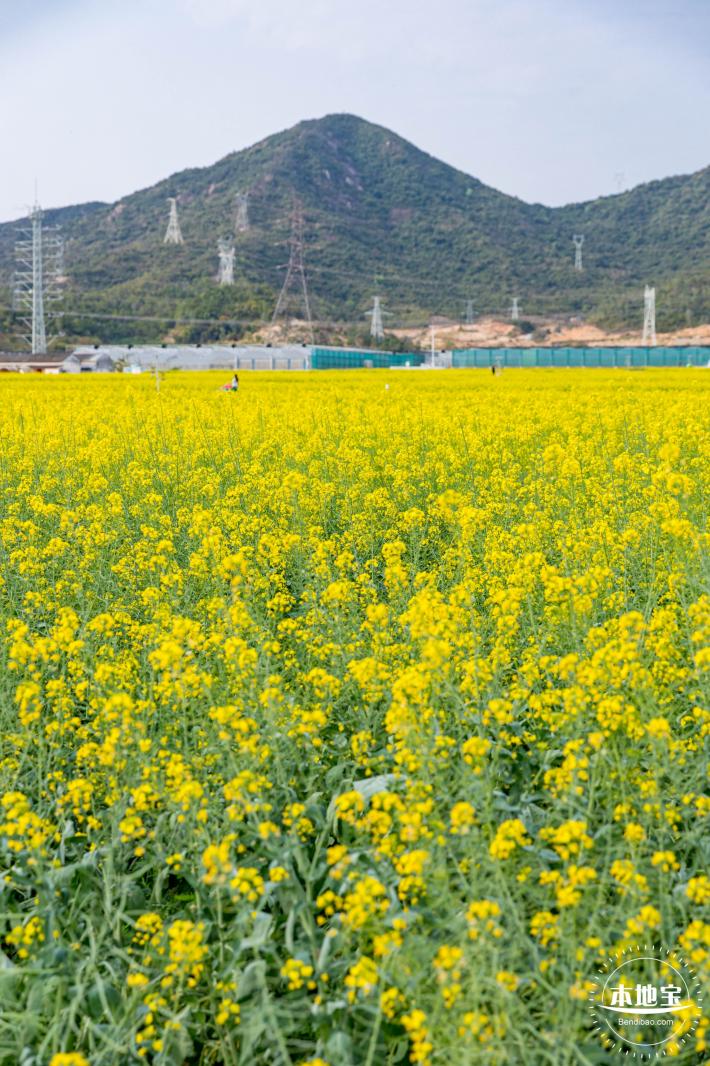 深圳农科院油菜花海