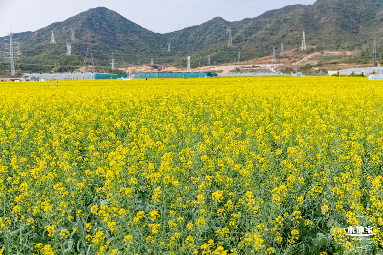 深圳农科院油菜花海