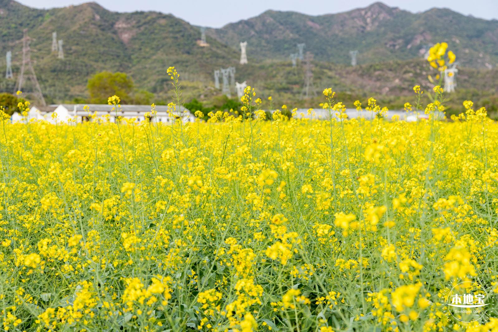 深圳农科院油菜花海