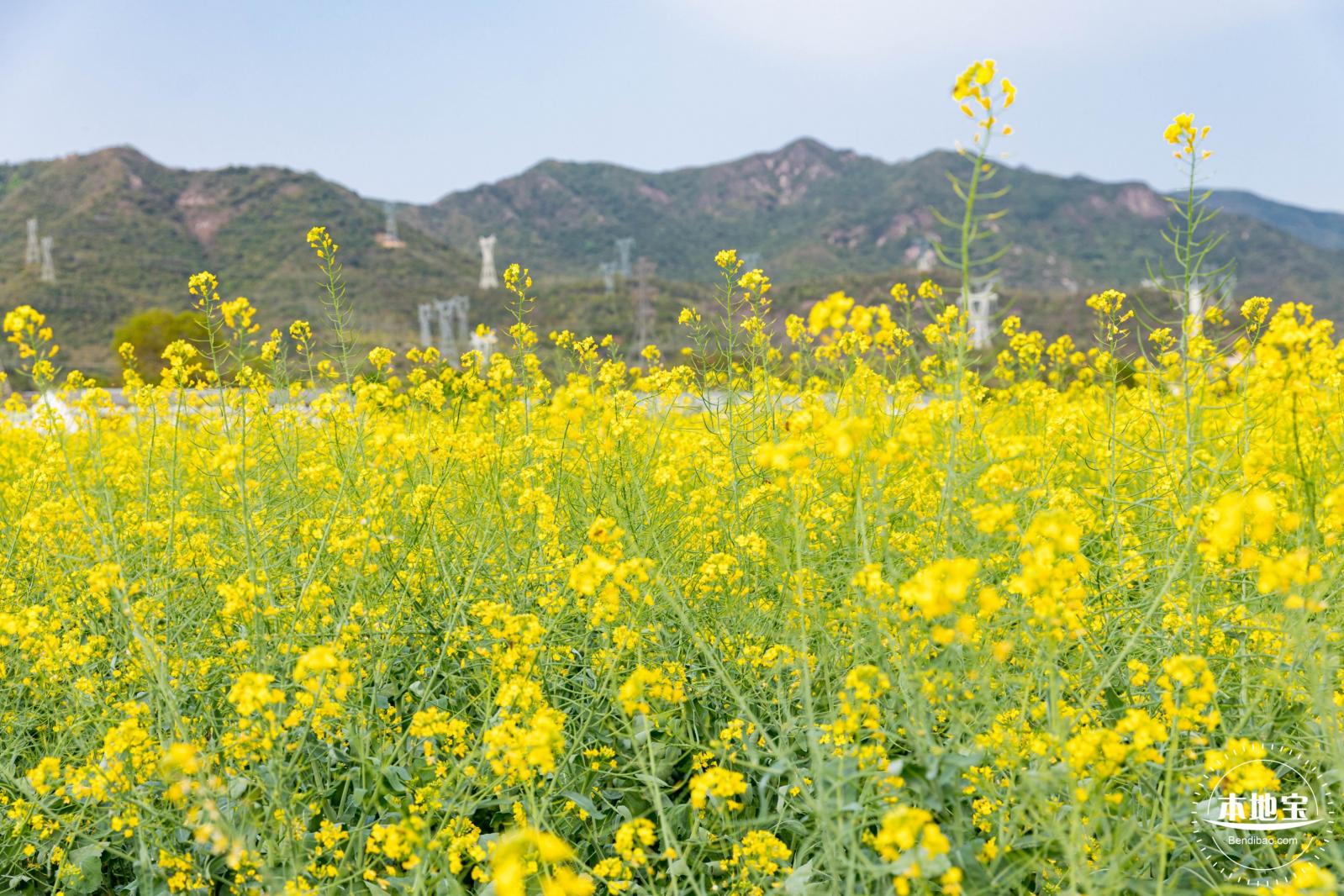 深圳农科院油菜花海