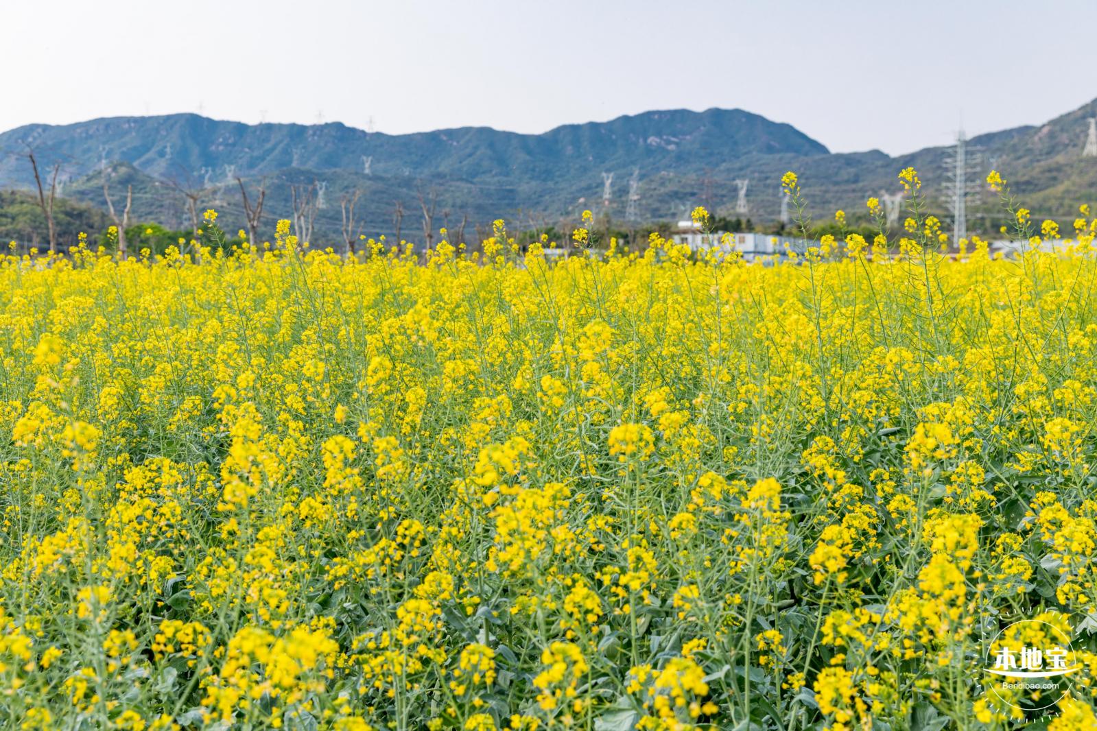 深圳农科院油菜花海