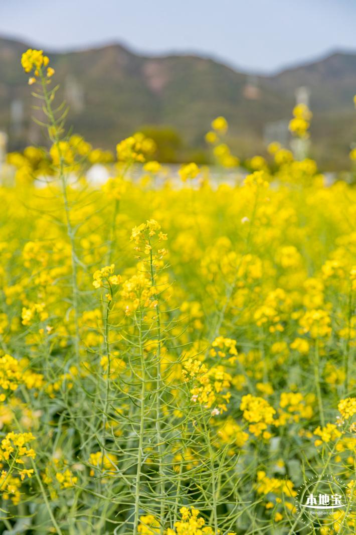 深圳农科院油菜花海