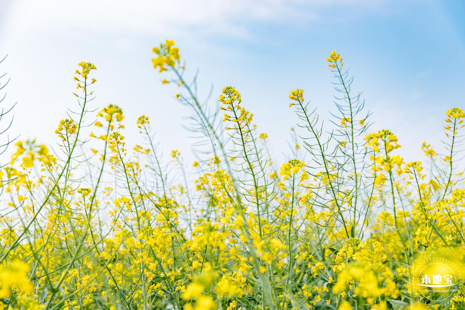 深圳农科院油菜花海