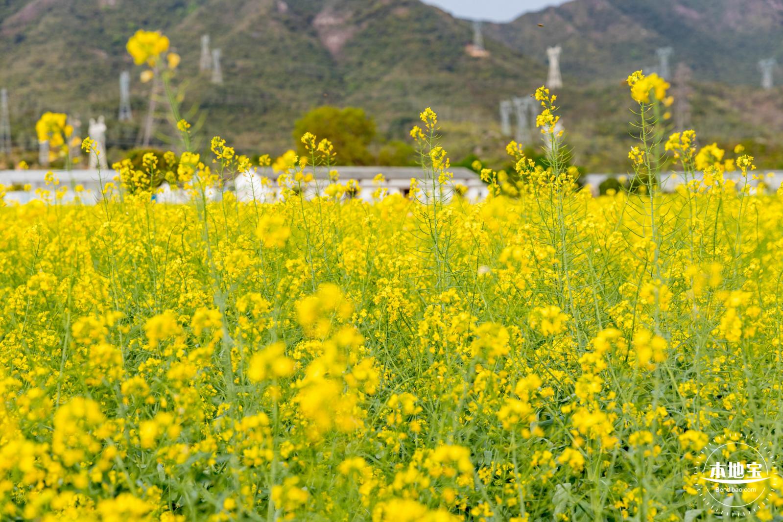 深圳农科院油菜花海