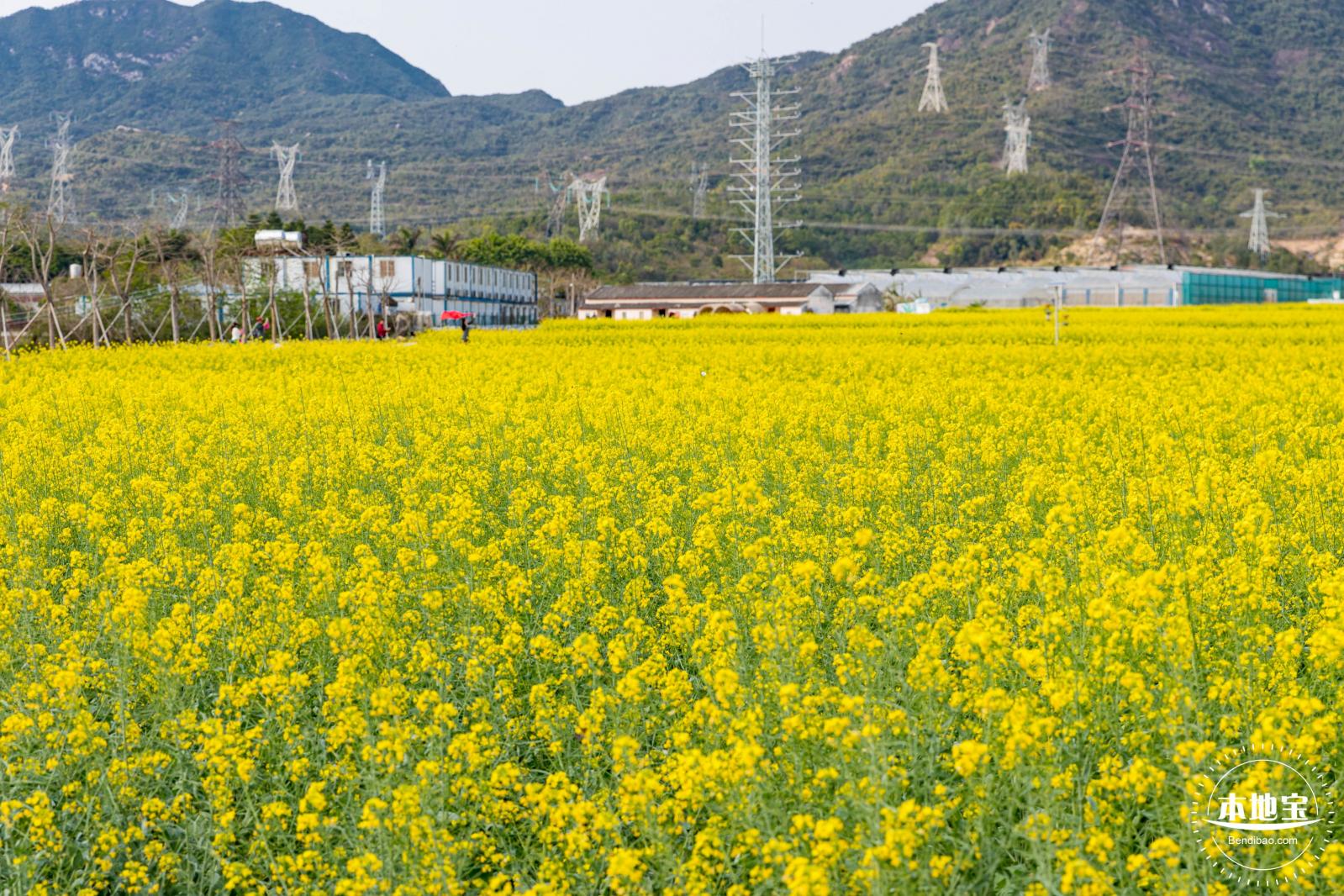 深圳农科院油菜花海