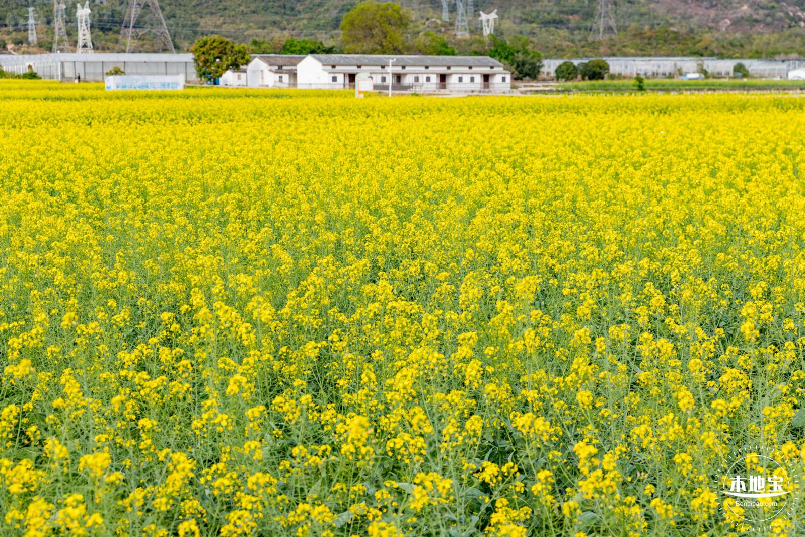 深圳农科院油菜花海