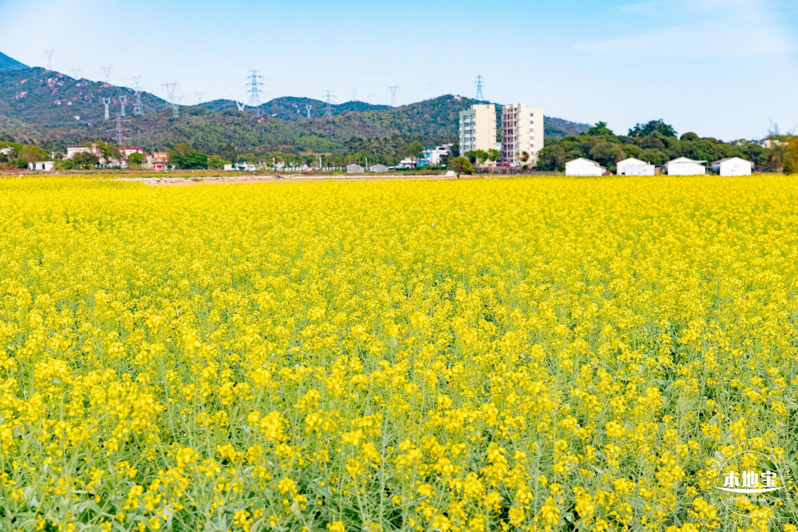 深圳农科院油菜花海