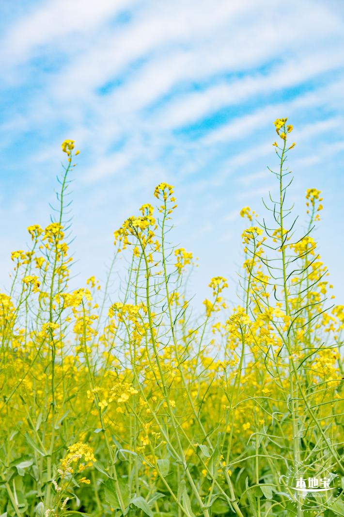 深圳农科院油菜花海