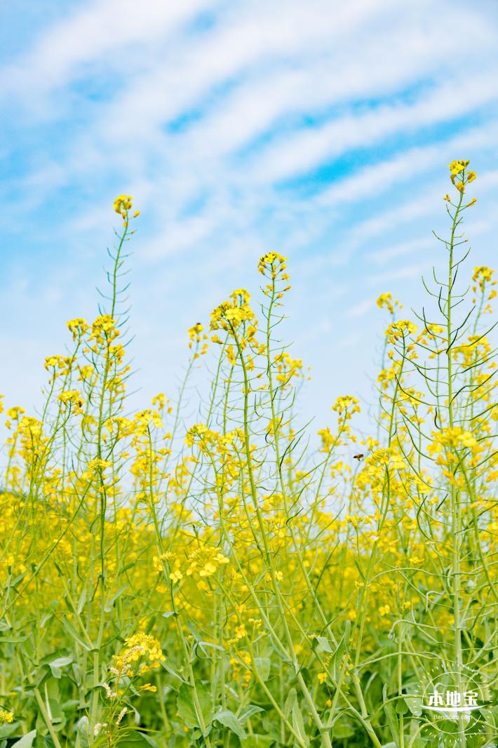 深圳农科院油菜花海