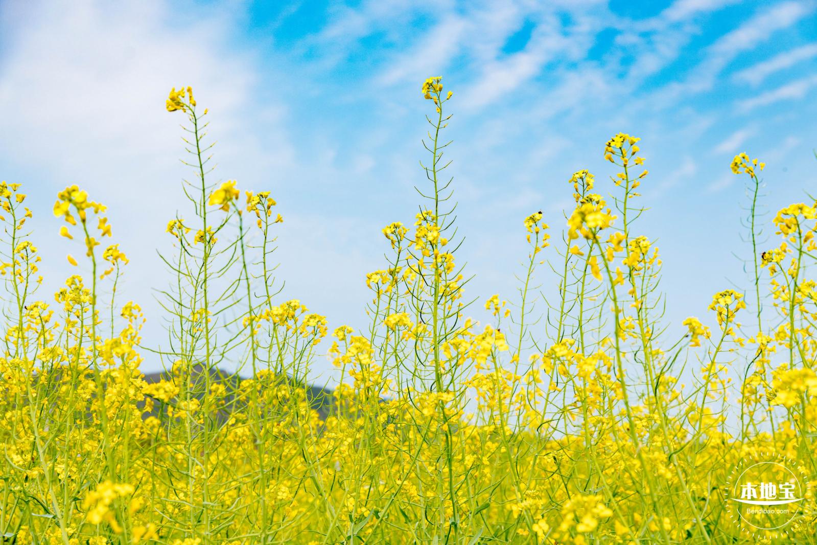 深圳农科院油菜花海