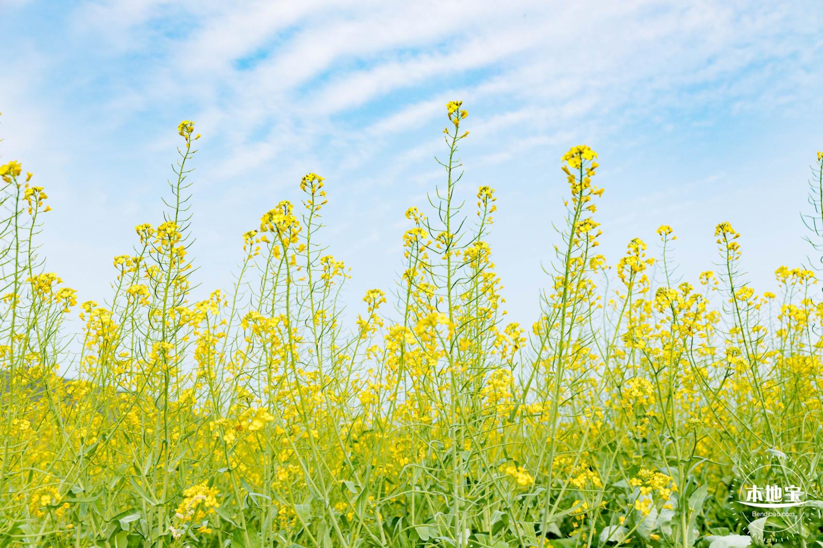 深圳农科院油菜花海
