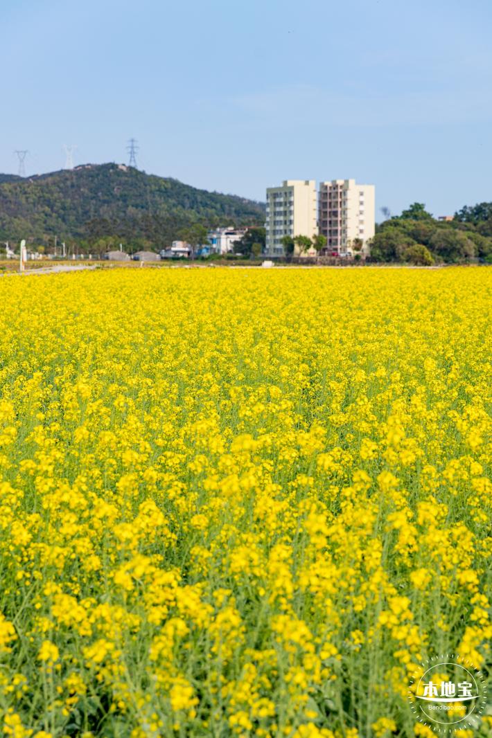 深圳农科院油菜花海