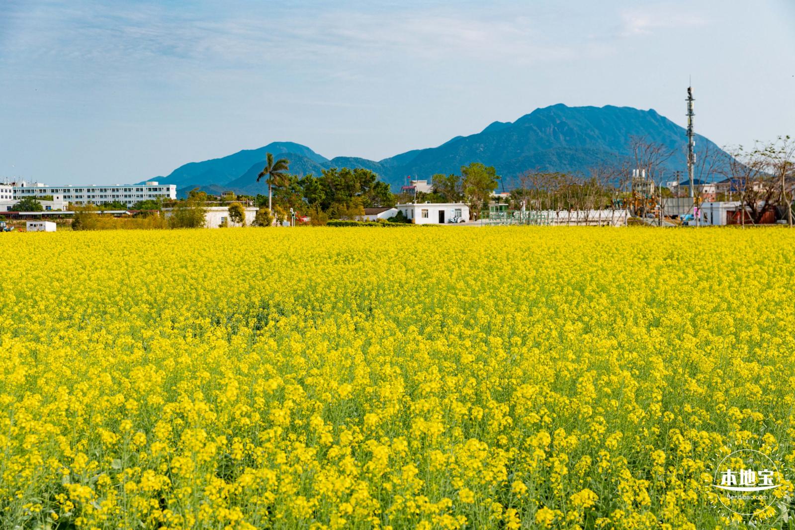 深圳农科院油菜花海