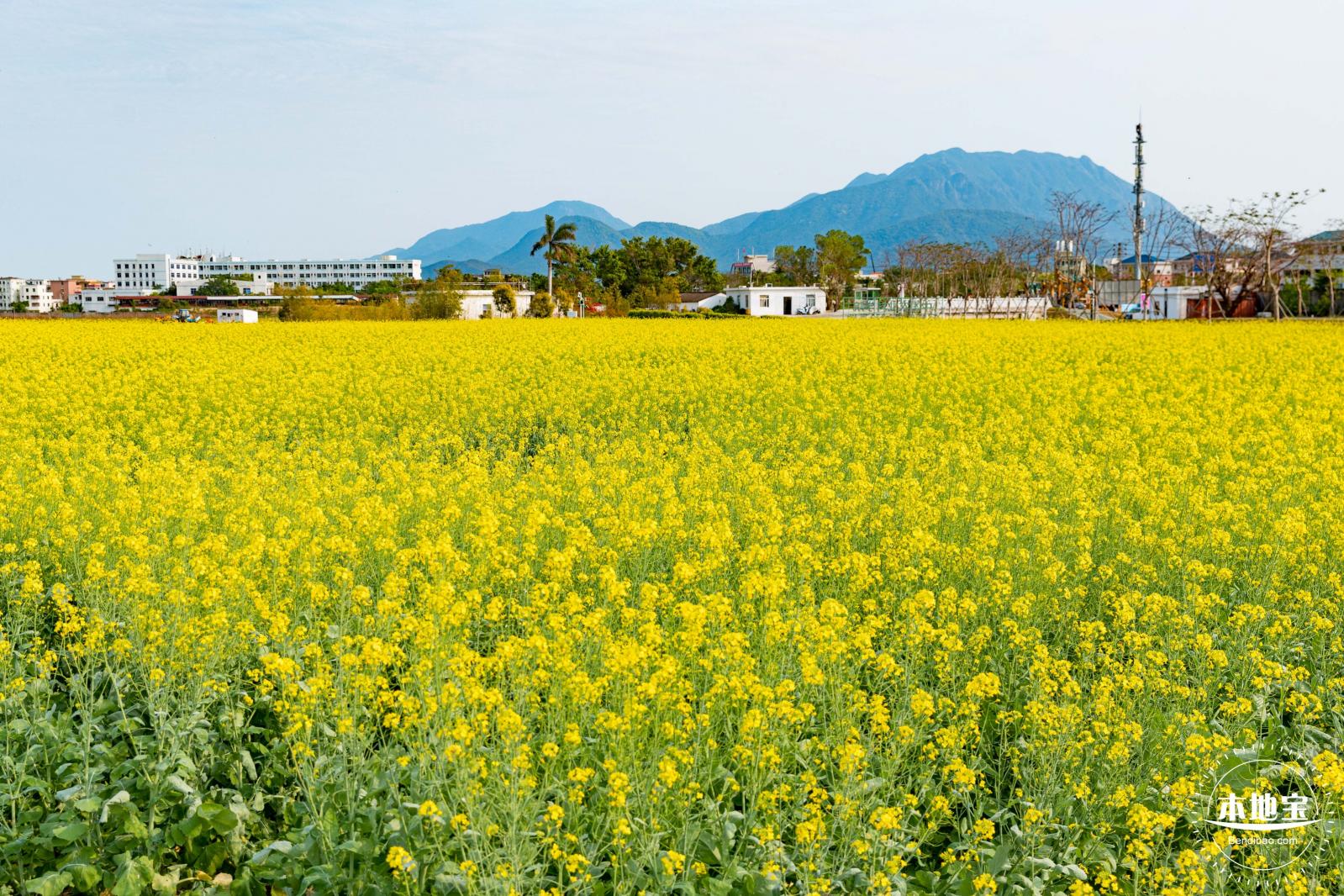 深圳农科院油菜花海
